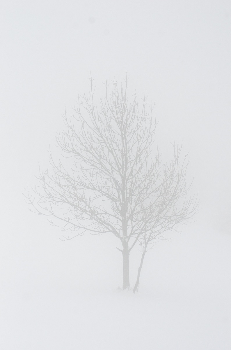 beetwin fog and snow.