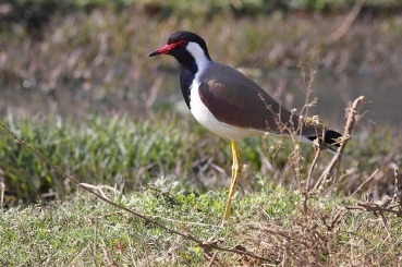 Vanellus indicus