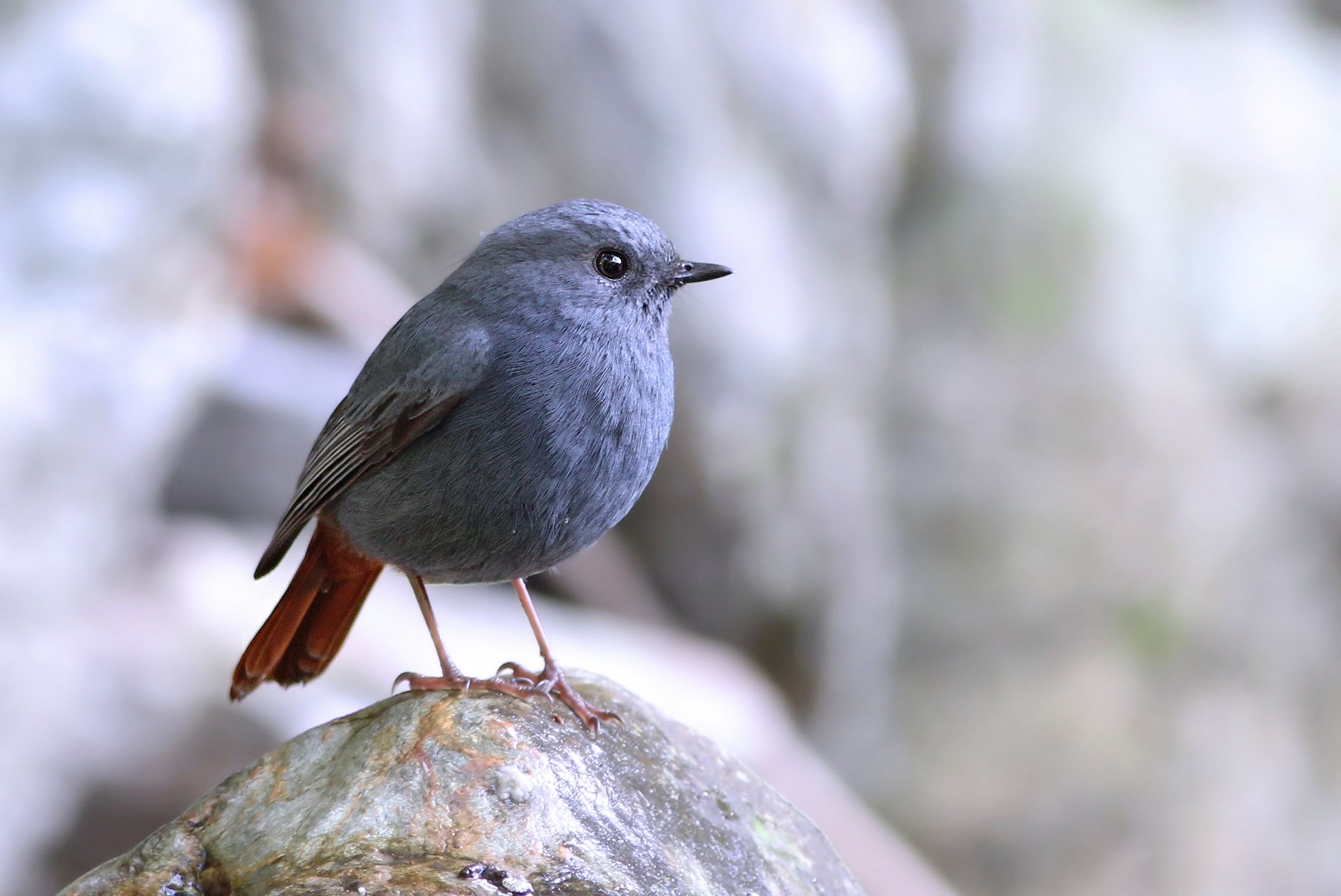 Plumbeous Water Redstart