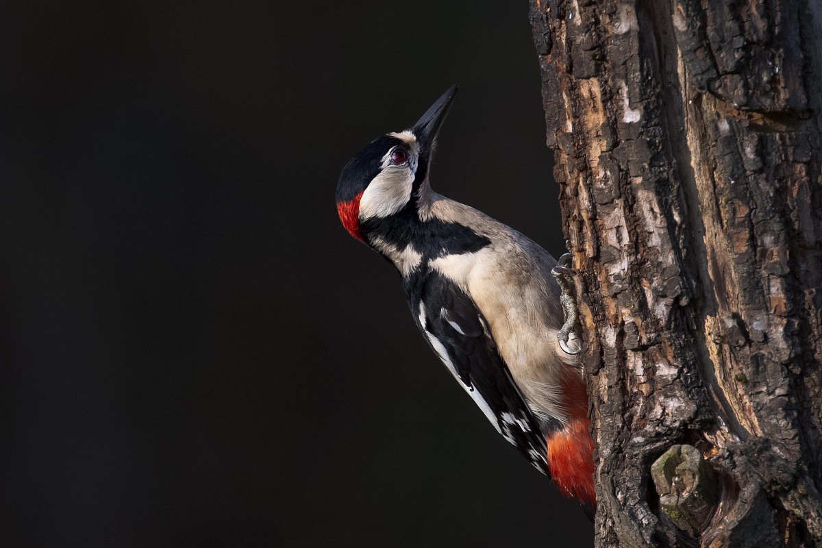 woodpecker