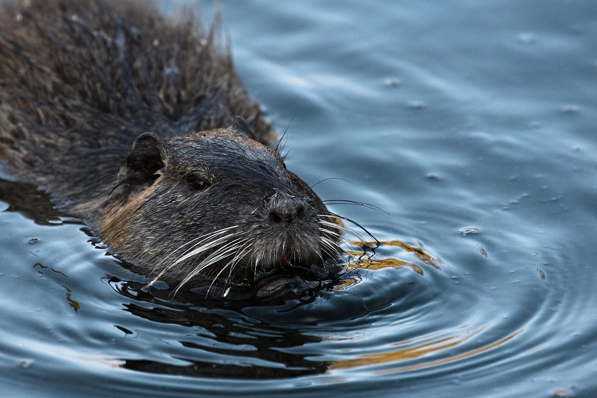 nutria