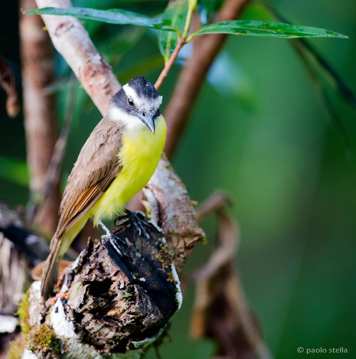 White-ringed Flycatcher (Conopias albovittatus)