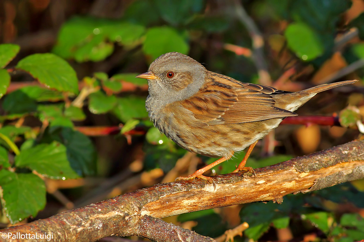Dunnock (Dunnock)