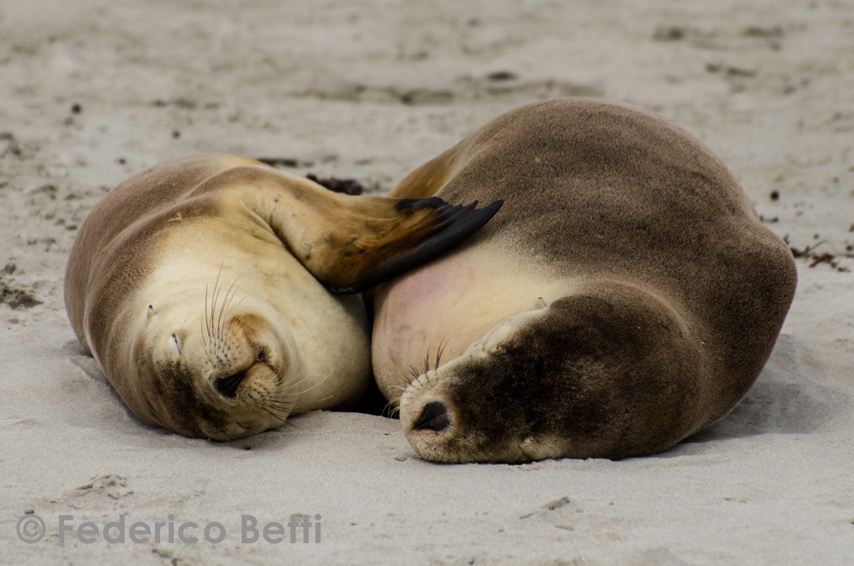 Australian Sea Lion