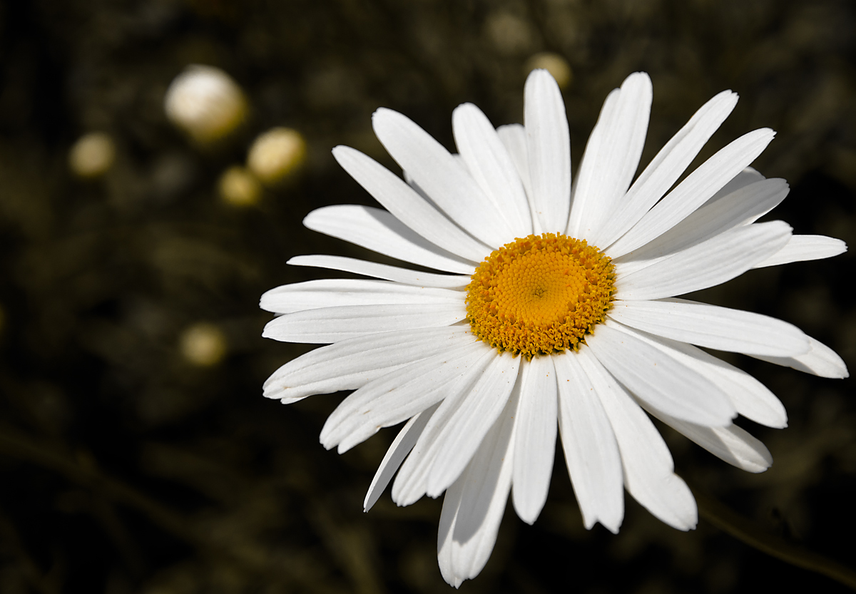 Aspettando primavera