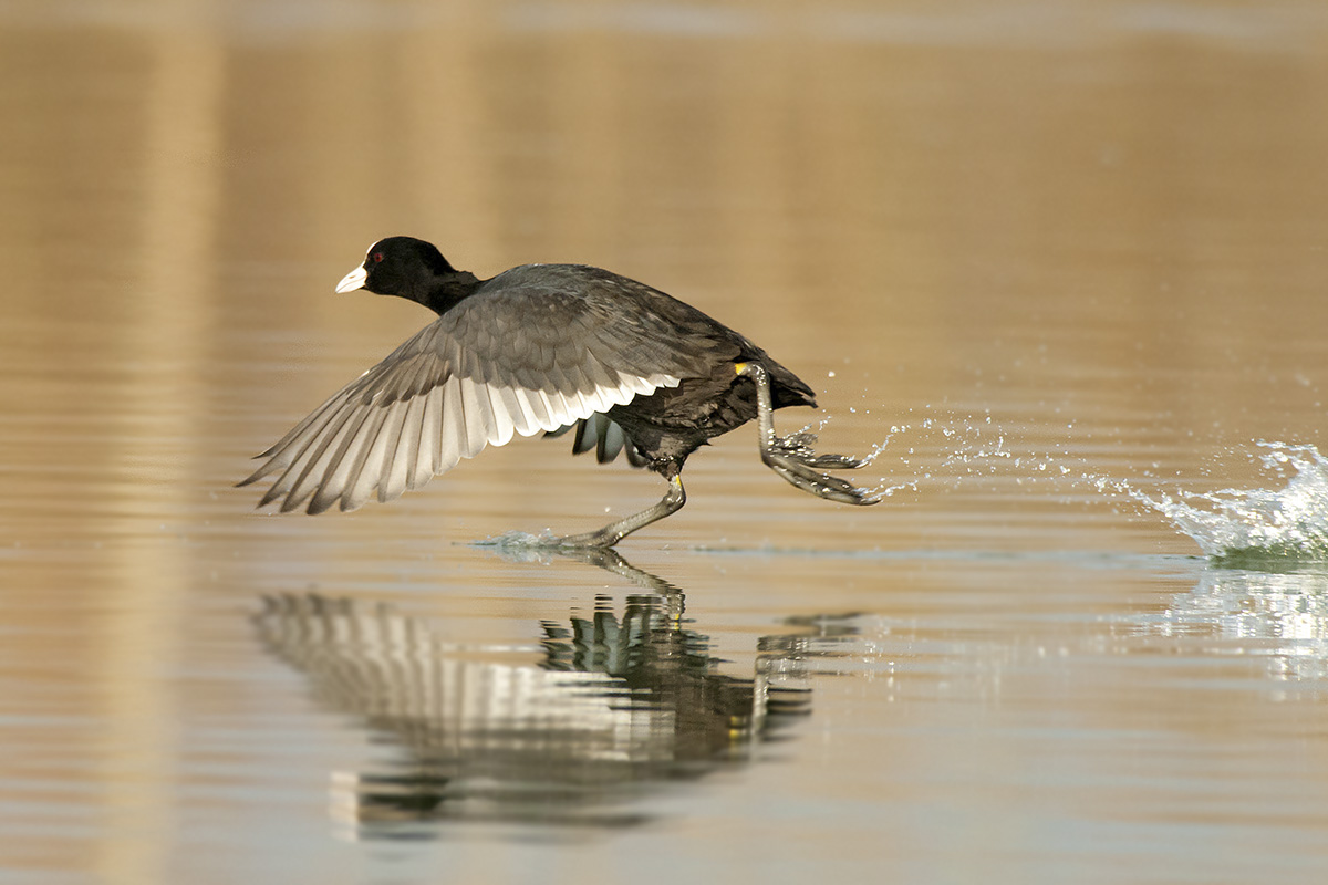 At the tip of legs ....