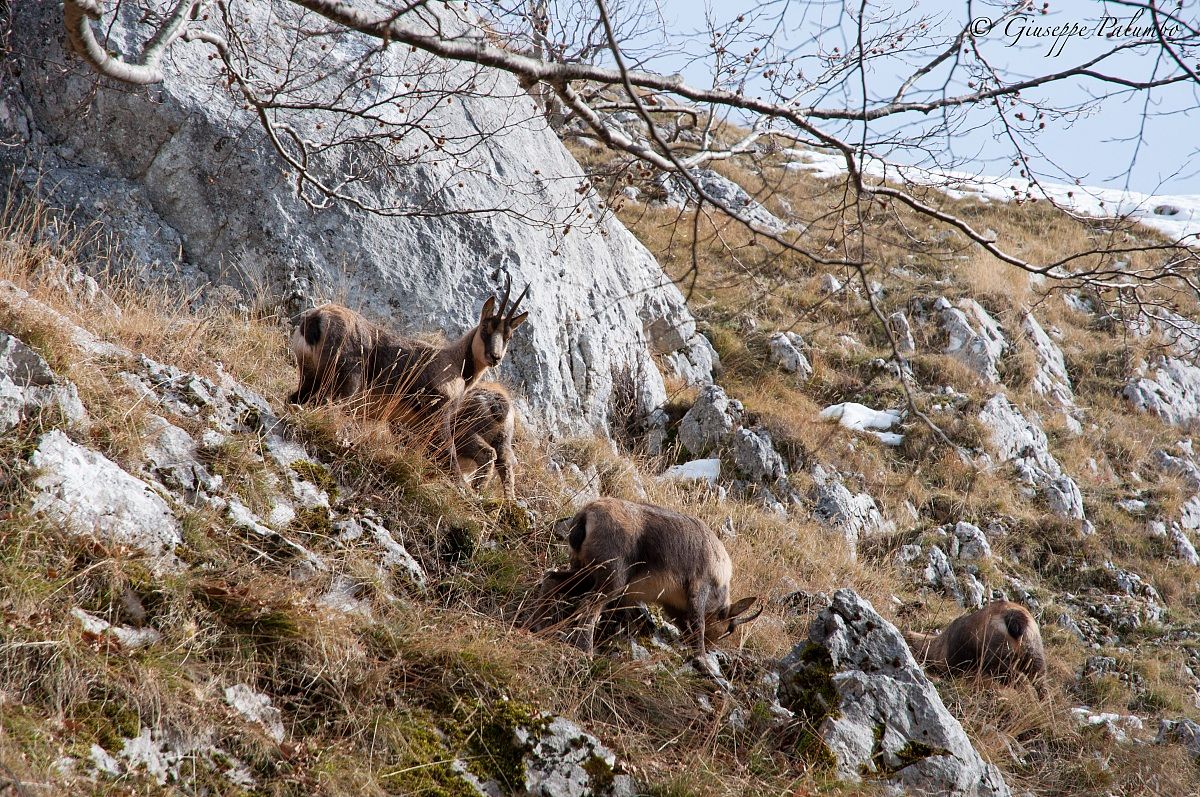 Chamois d'Abruzzo