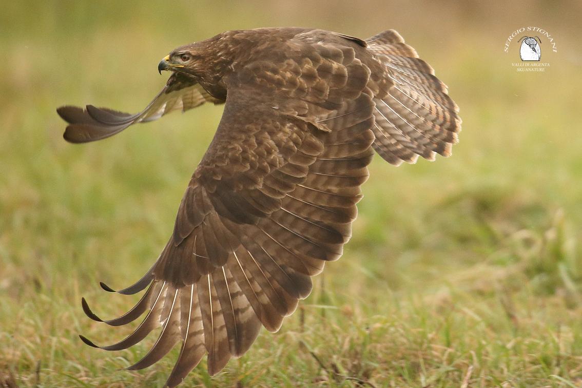 Shelter Skuanature Valli di Argenta. Buzzard