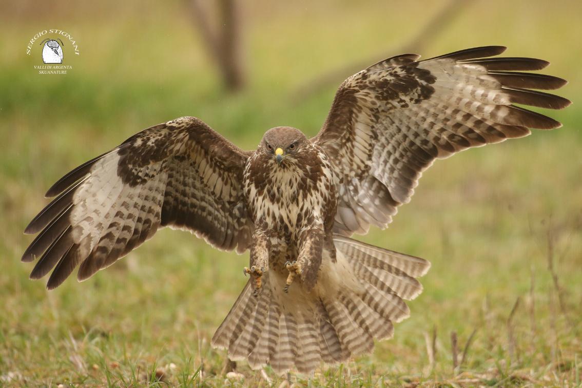 Capanno Skuanature Valli di Argenta. Poiana