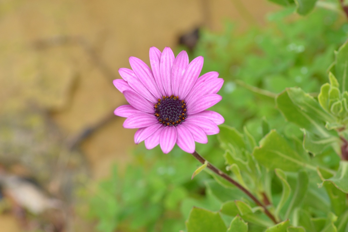 purple daisy