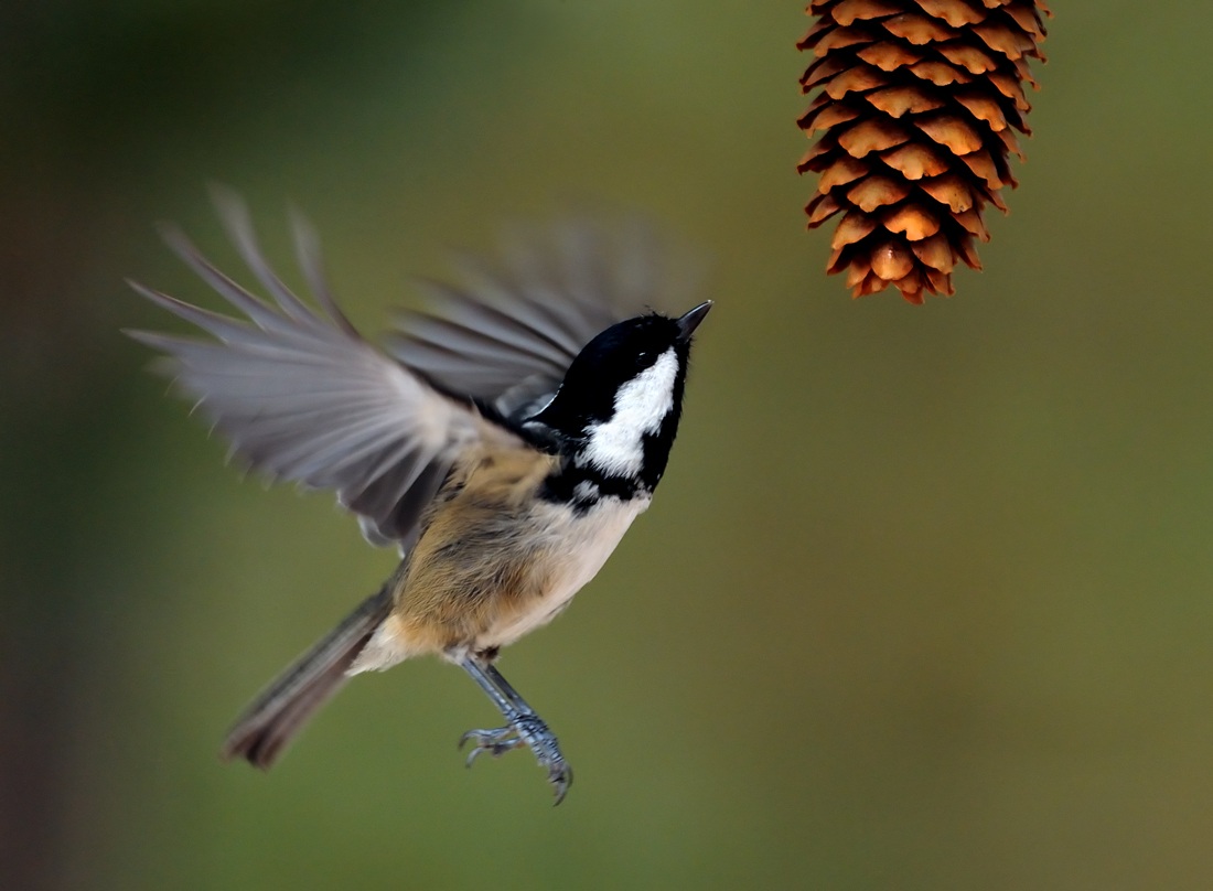 He who seeks finds ...