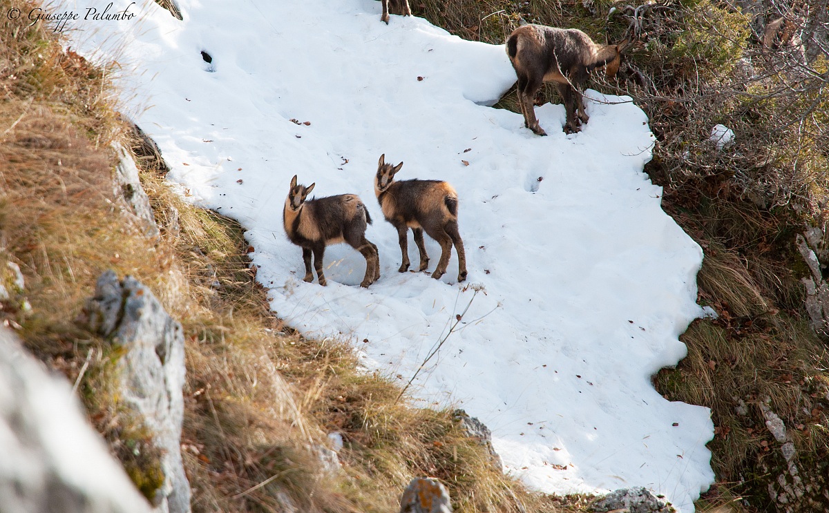 small Chamois