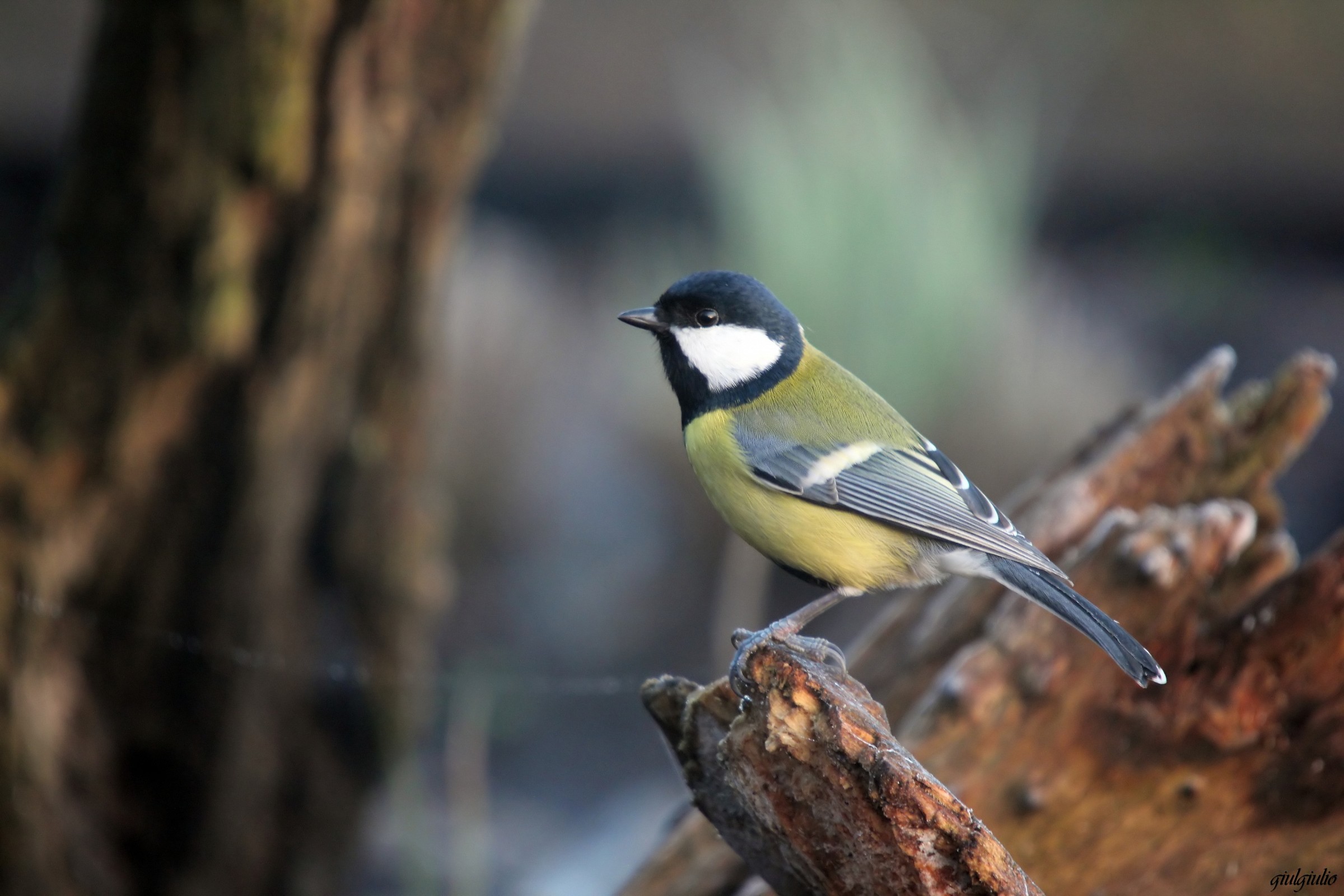 great tit