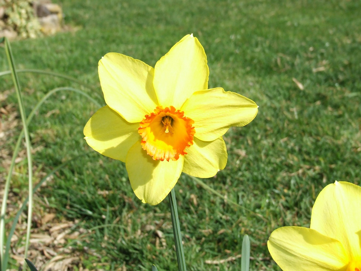 yellow narcissus