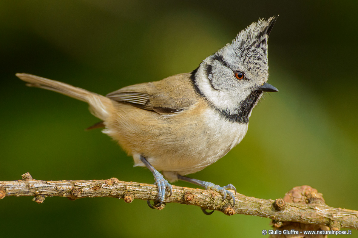 Cincia dal ciuffo (Parus cristatus)
