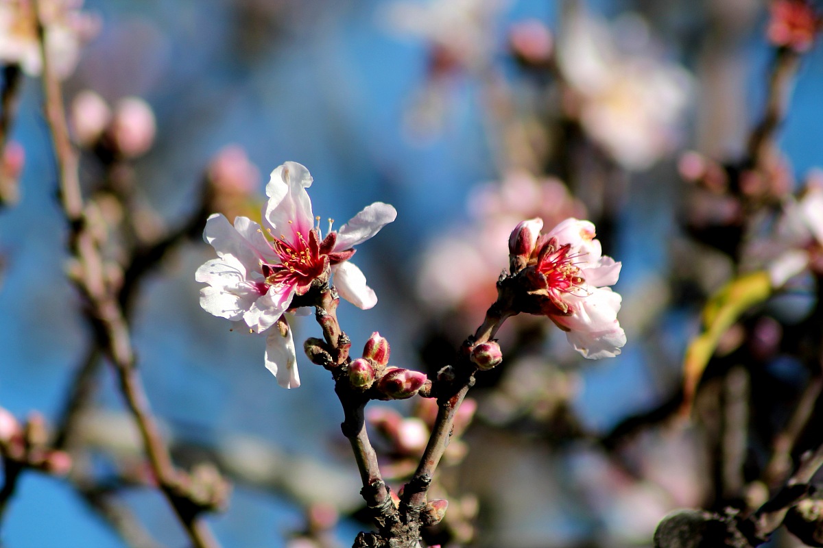 Almond Blossom