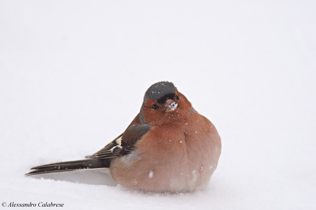 Chaffinch (male)