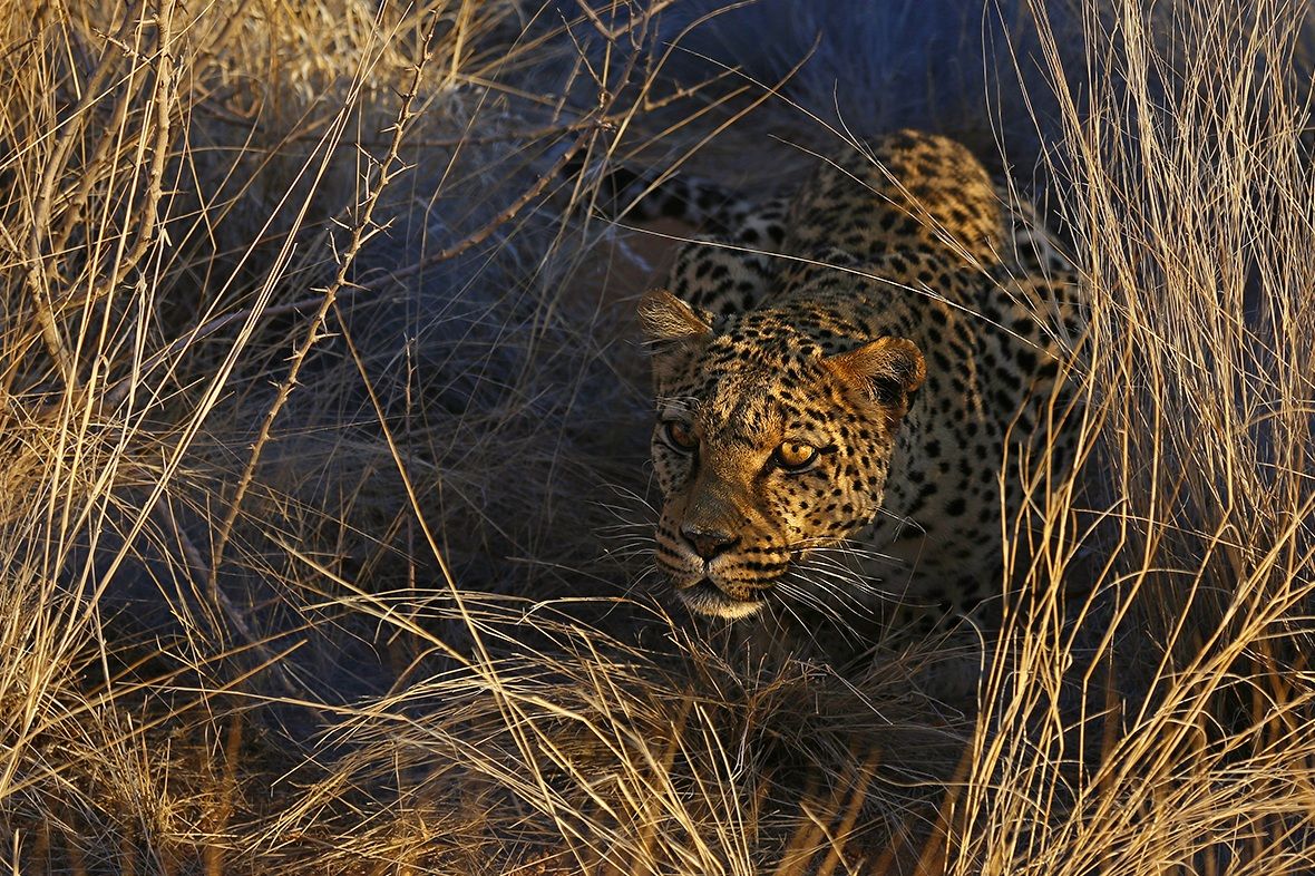 Leopard hunting