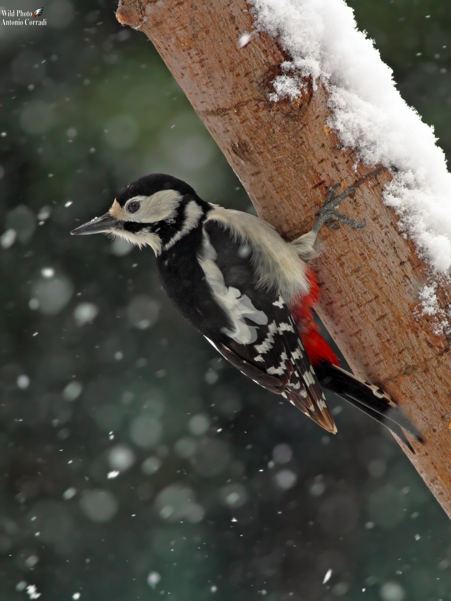 Picchio Rosso sotto la neve