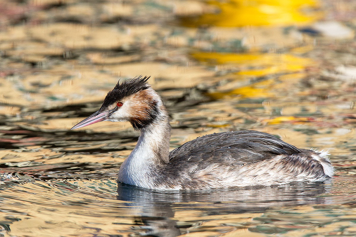 Grebe