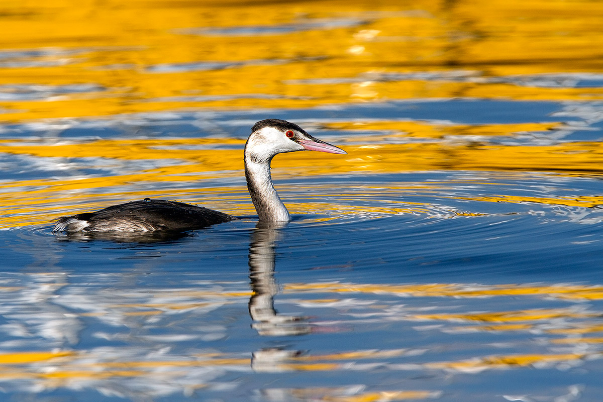 Grebe