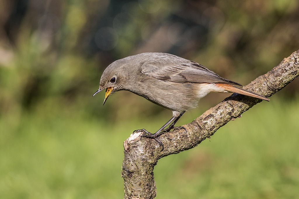 Codirosso spazzacamino