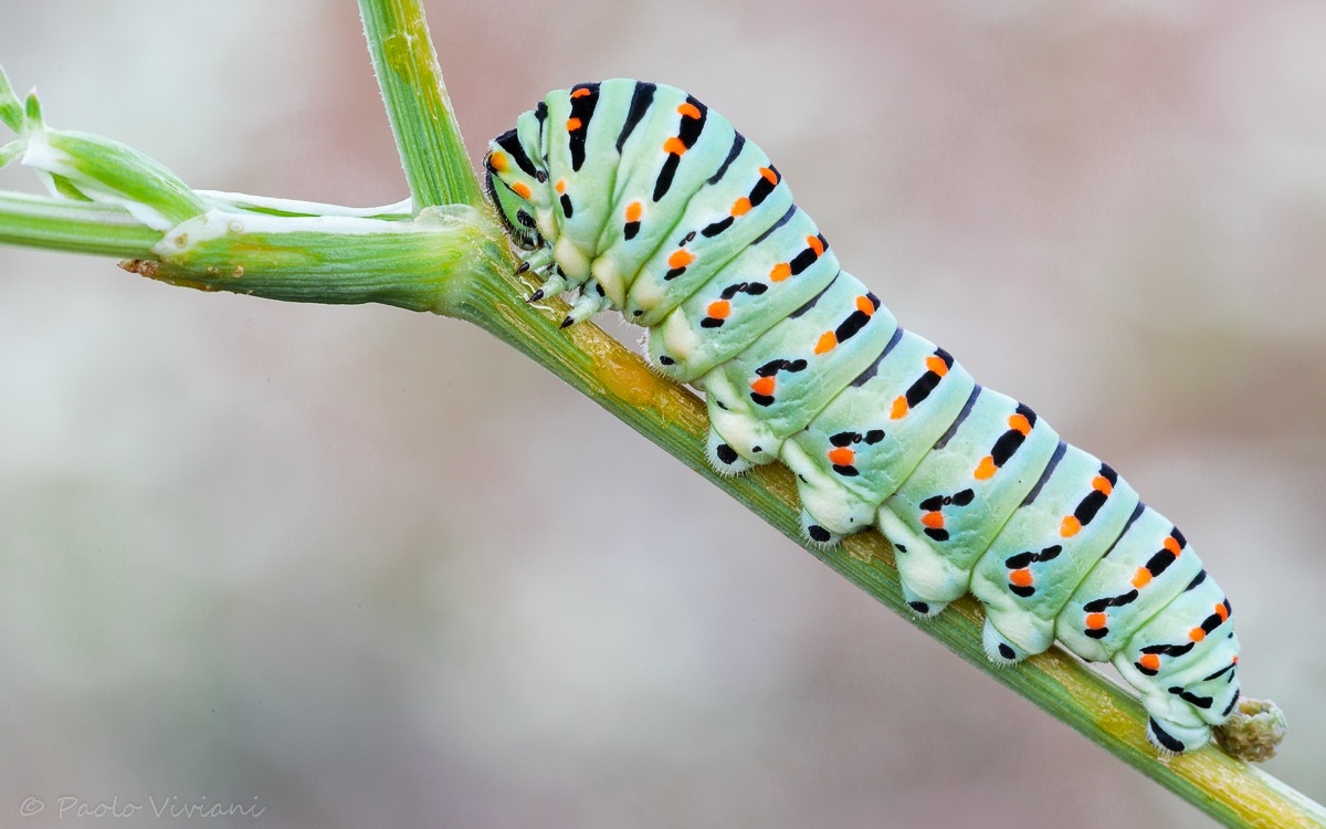 Caterpillar of swallowtail