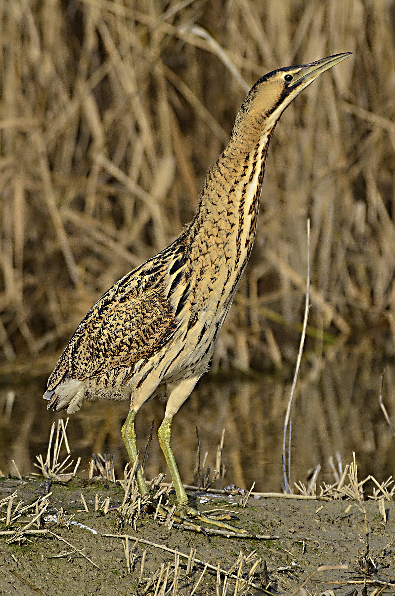 Bittern!