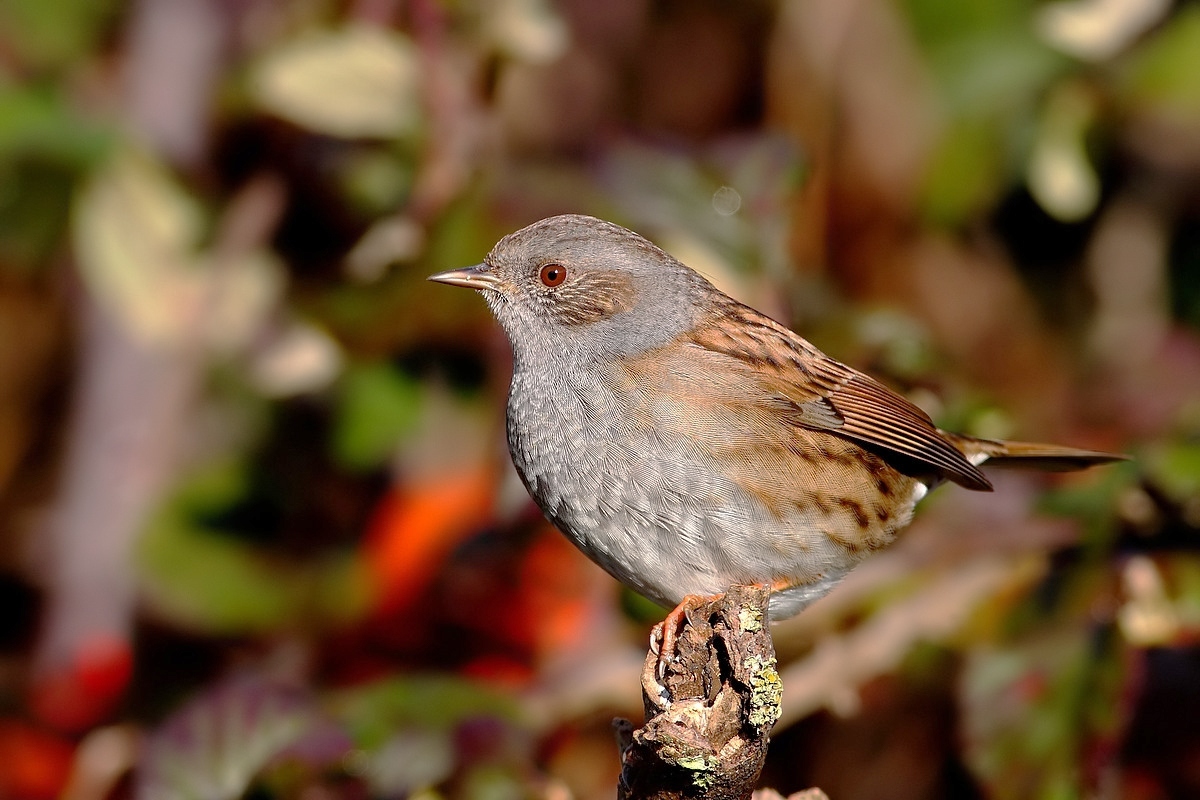 Dunnock
