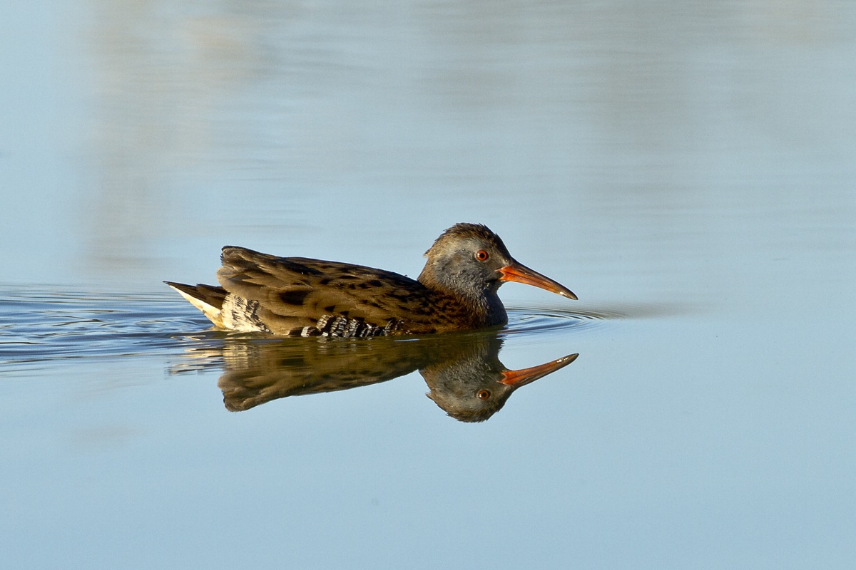 The Water Rail in the mirror