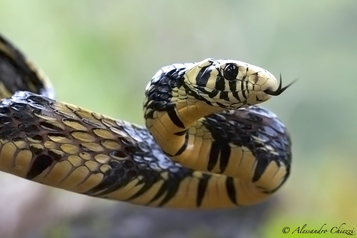 Serpente tigre
