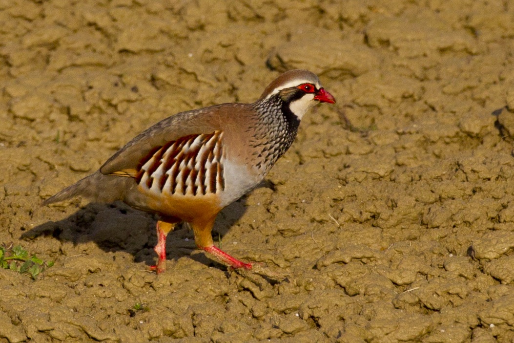 Red-legged Partridge