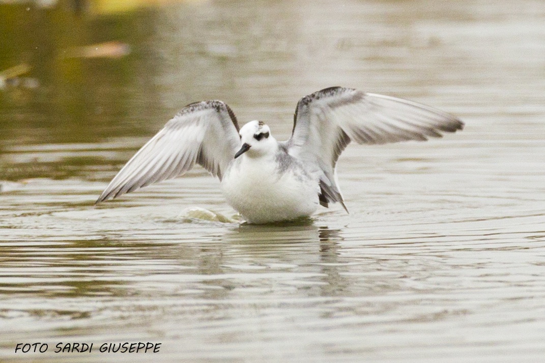Red-necked spout off