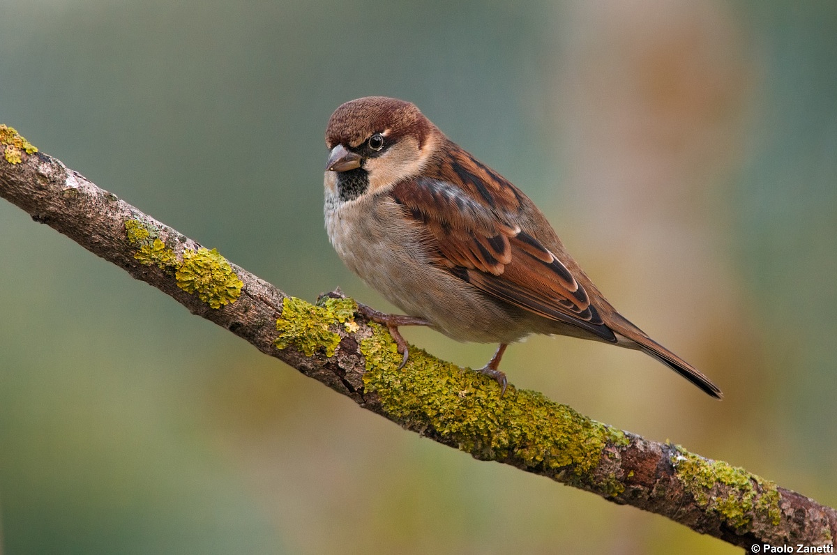 Sparrow