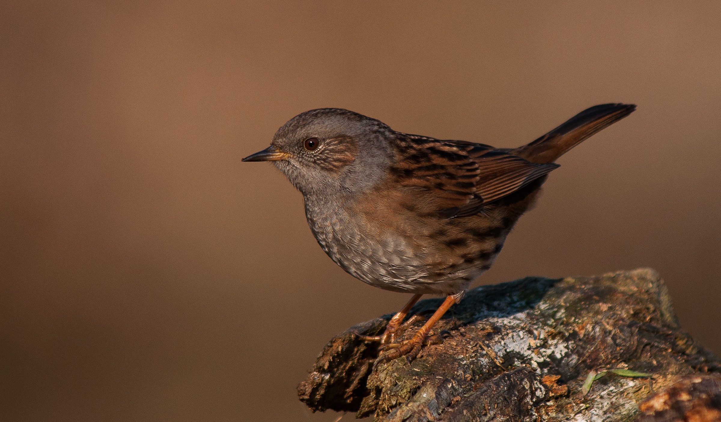 Dunnock
