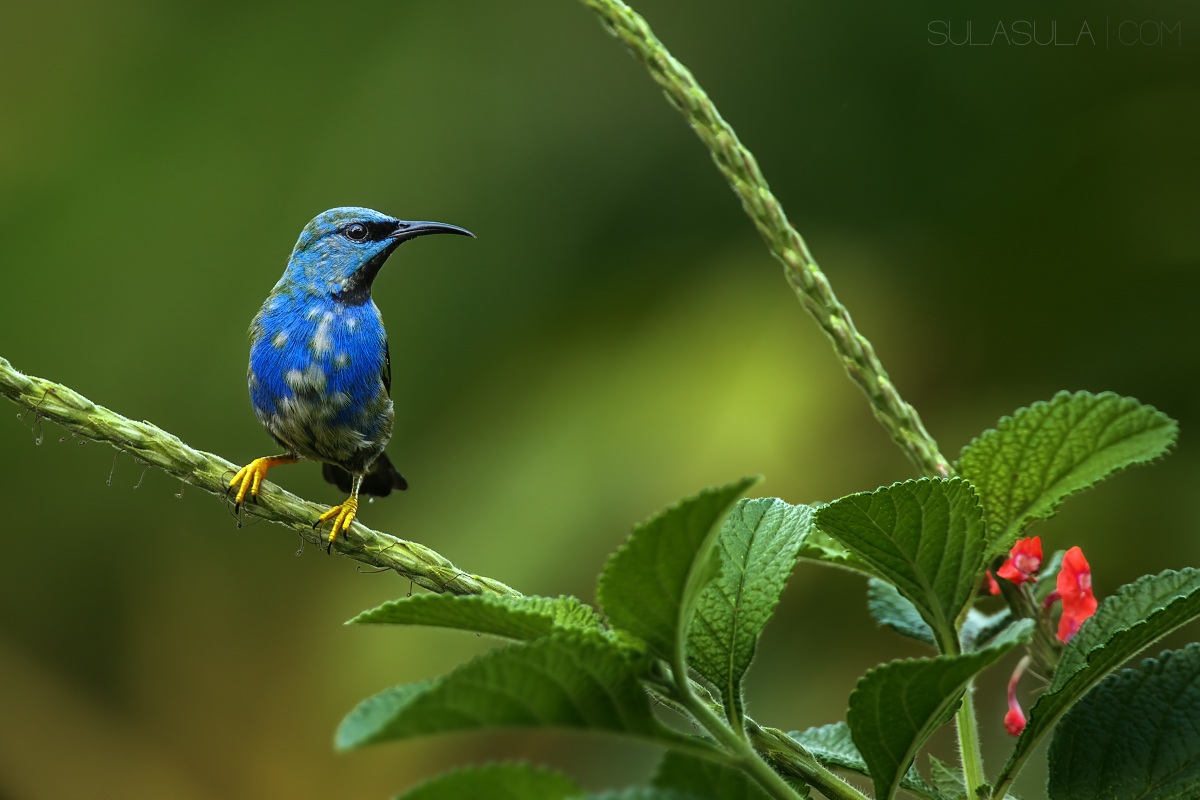 Brillante Honeycreeper | Costa Rica