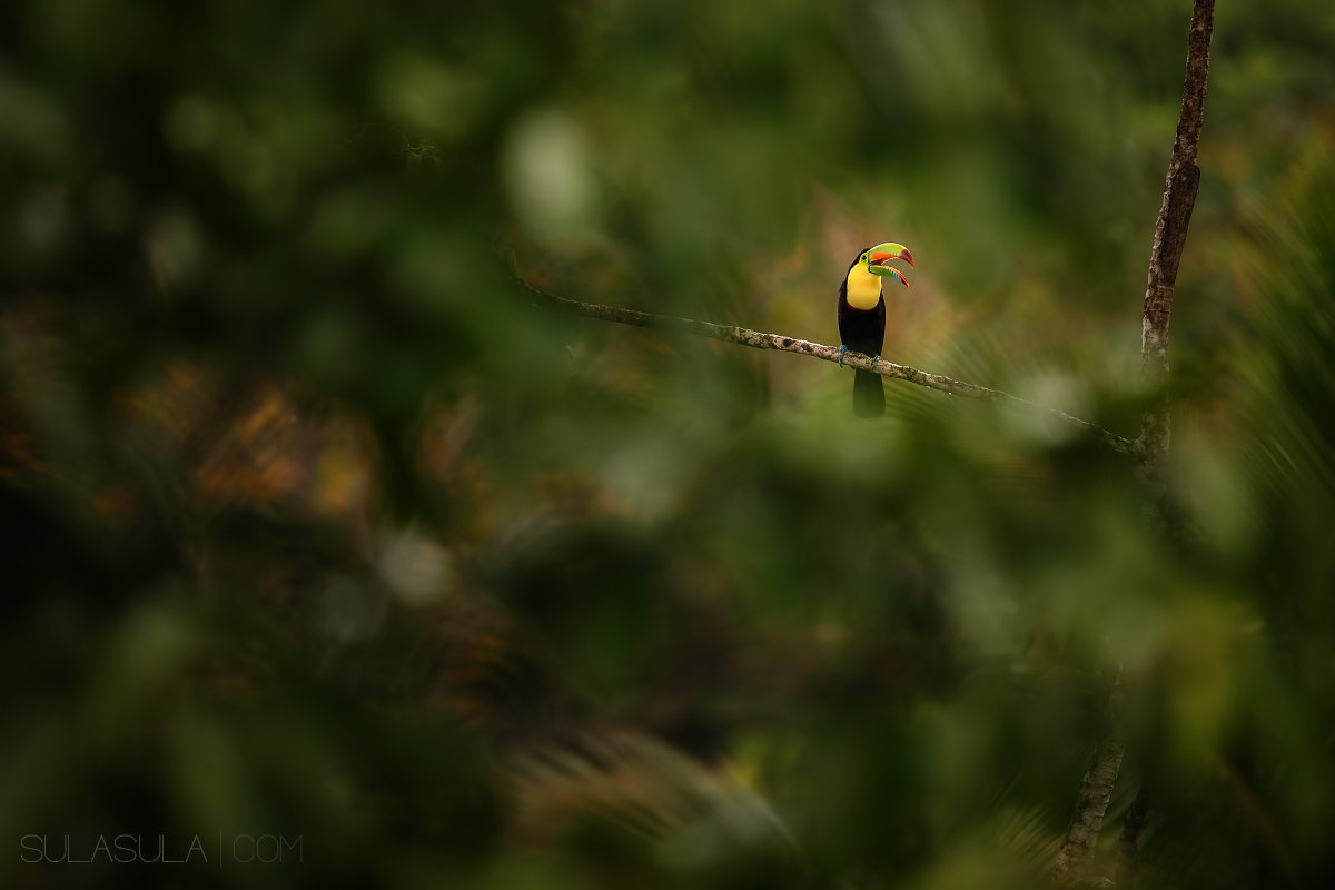 Tucano solforato | Costa Rica