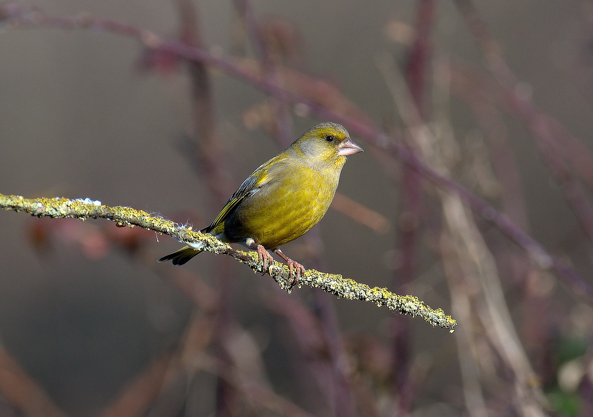 greenfinch