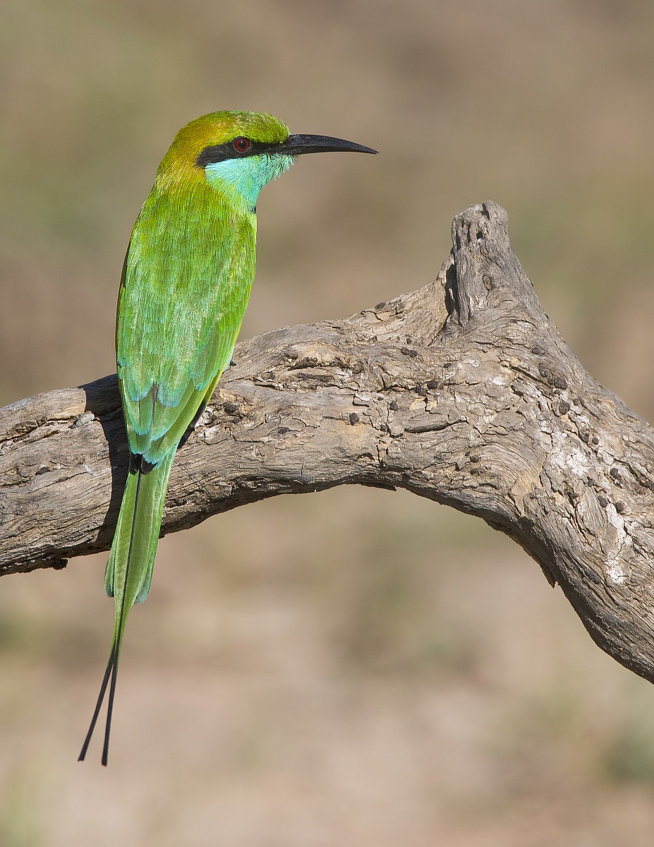 Smeraldo e acquamarina