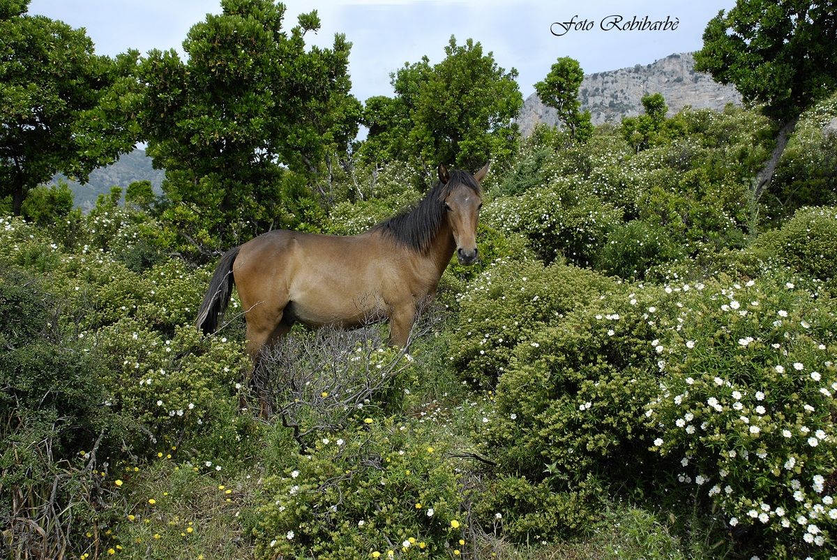 In the bush in bloom ....