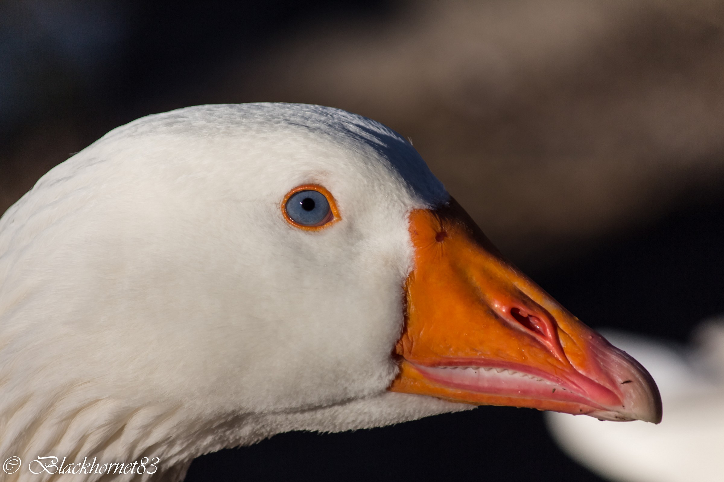 Lisa dagli occhi blu...