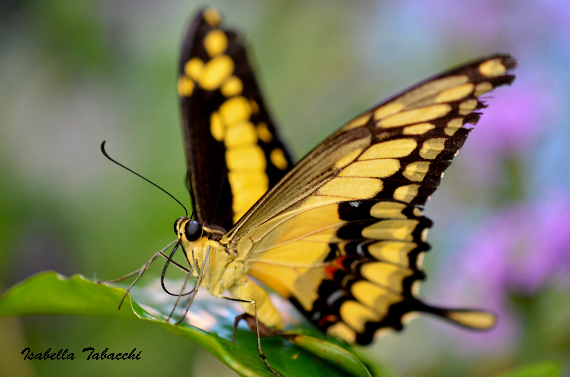 Papilio glaucus