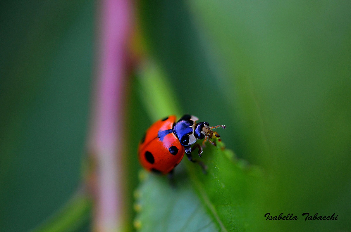 Coccinella