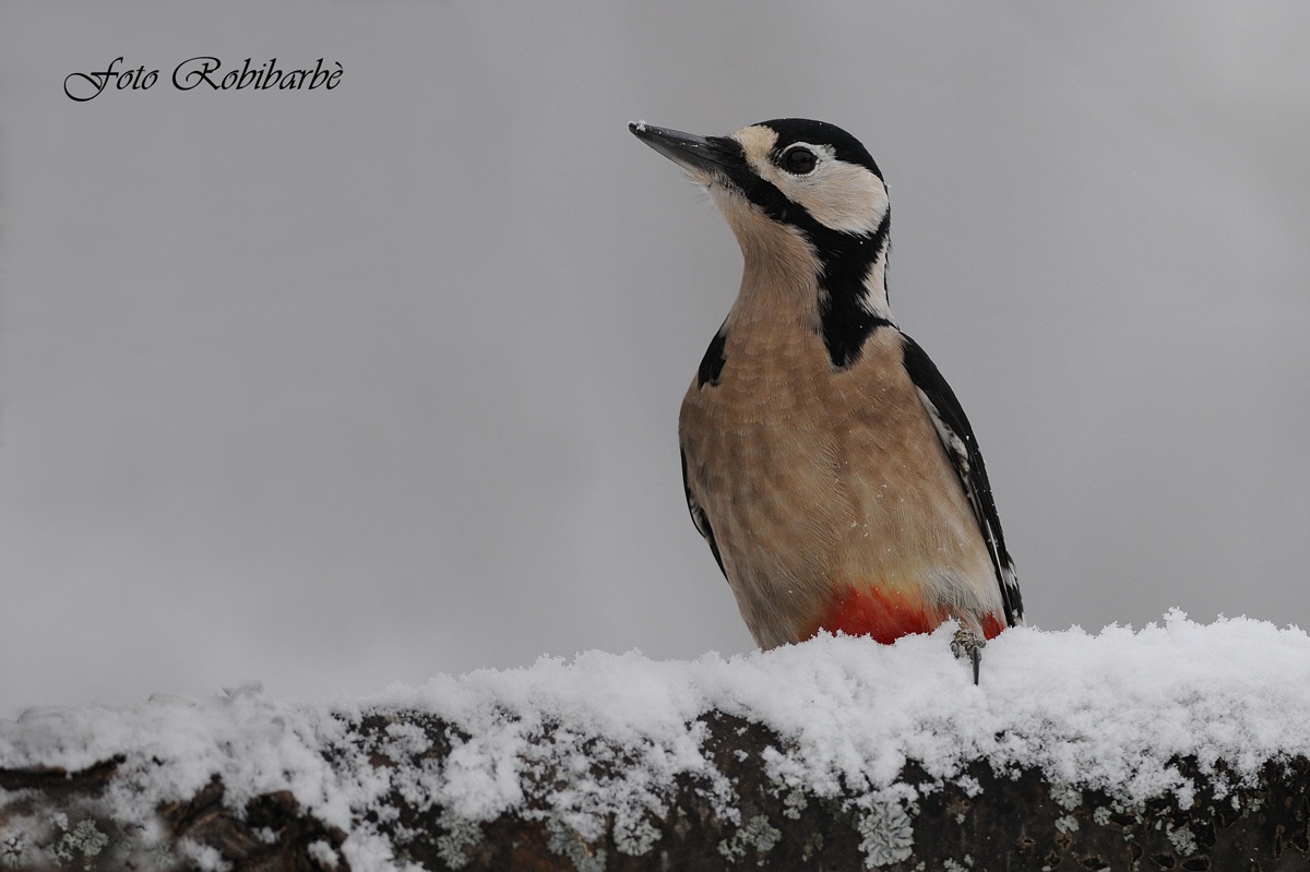 Picchio rosso maggiore.....