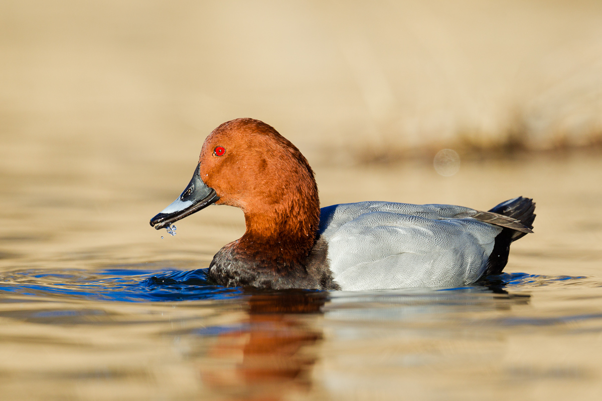 Pochard male ...