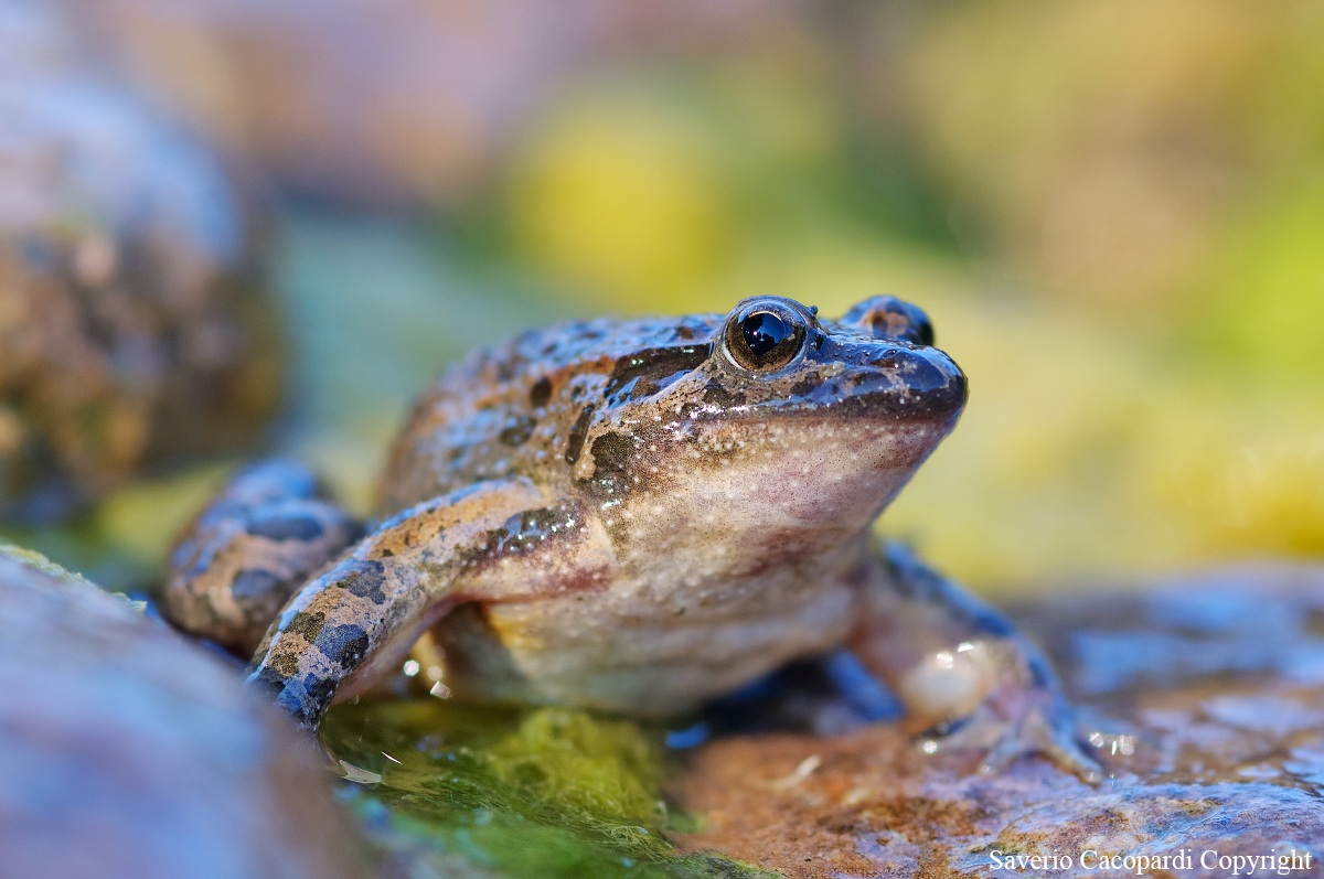 Campione di adattabilità