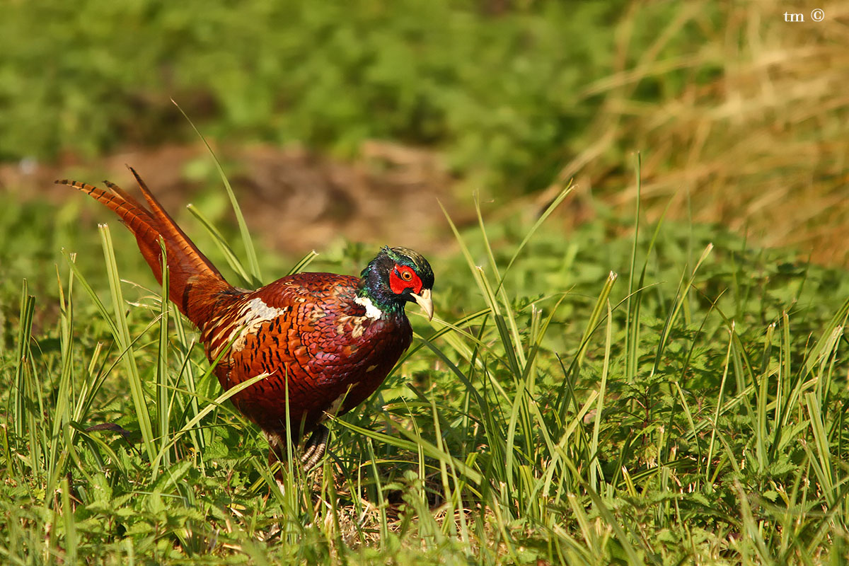Pheasant