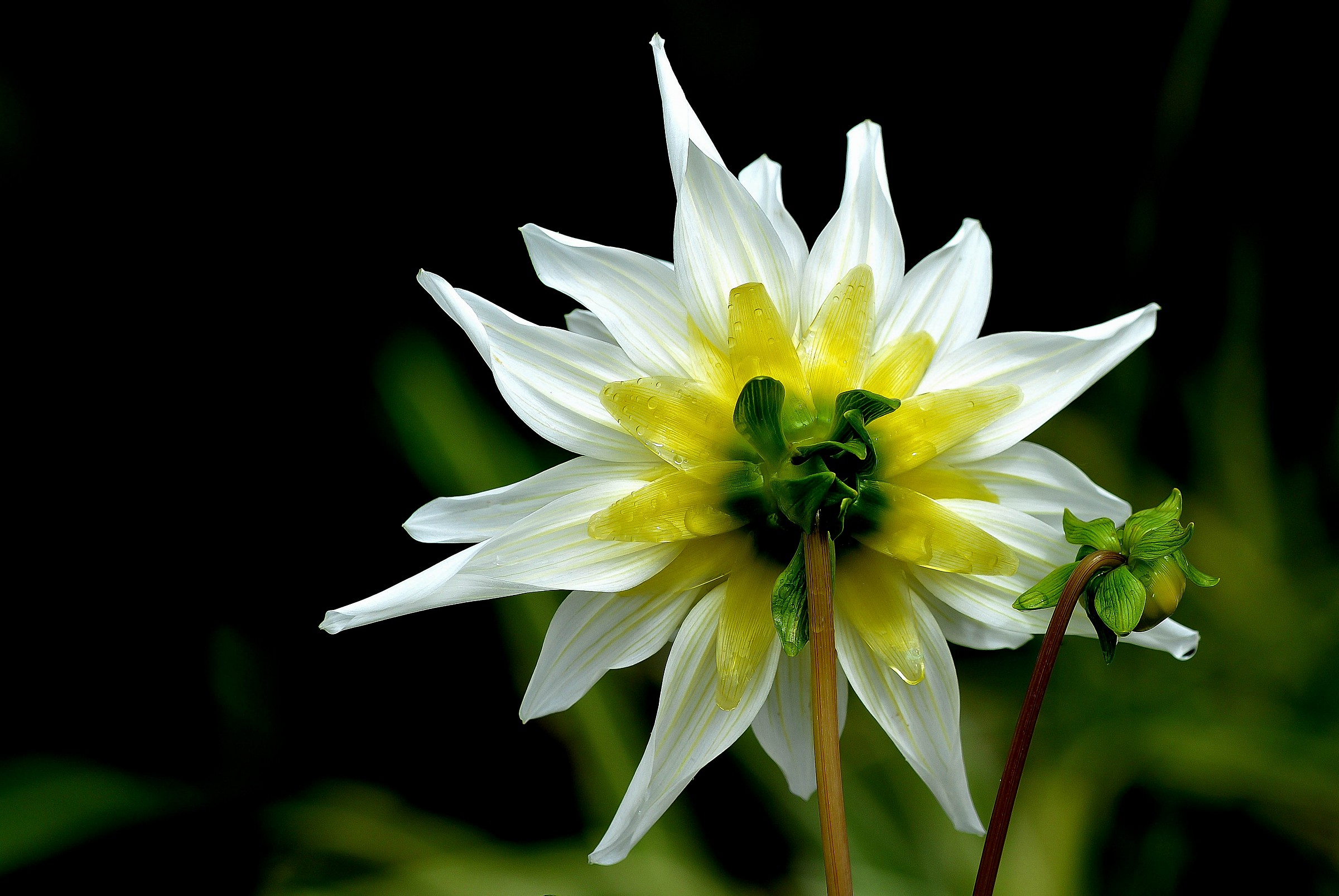 mother and son ................