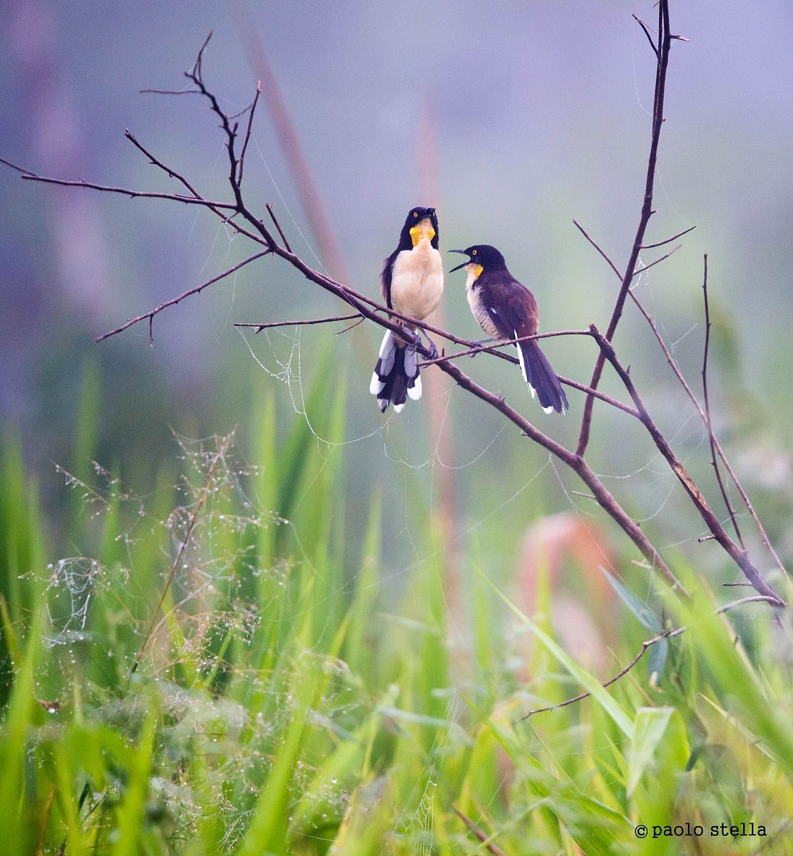 Black-capped Donacobius (Donacobius atricapilla)