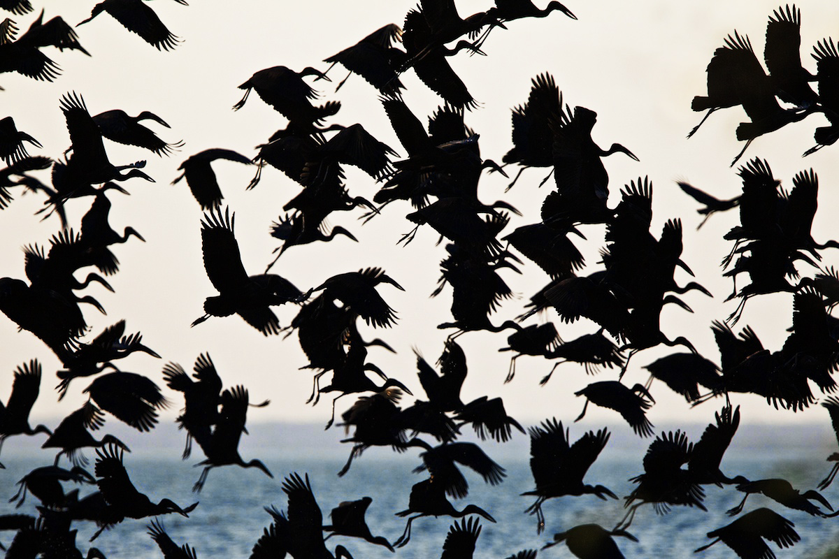 Anastomo africano - Openbilled Stork - Anastomus lamell